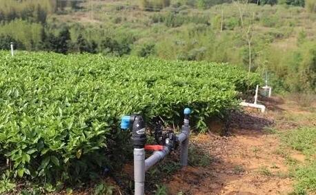 茶園水肥一體化技術(shù)，實(shí)現(xiàn)茶園綠色可持續(xù)發(fā)展